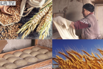 Հացահատիկի երբեմնի շտեմարան Շիրակի մարզում ինչու՞ հնարավոր չեղավ ավելացնել հացահատիկի արտադրությունը